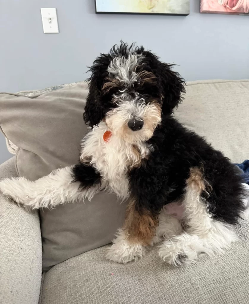 golden doodles dog breeder 007