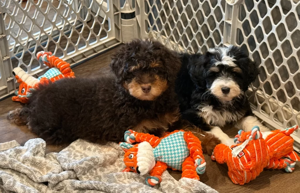golden doodles dog breeder 009