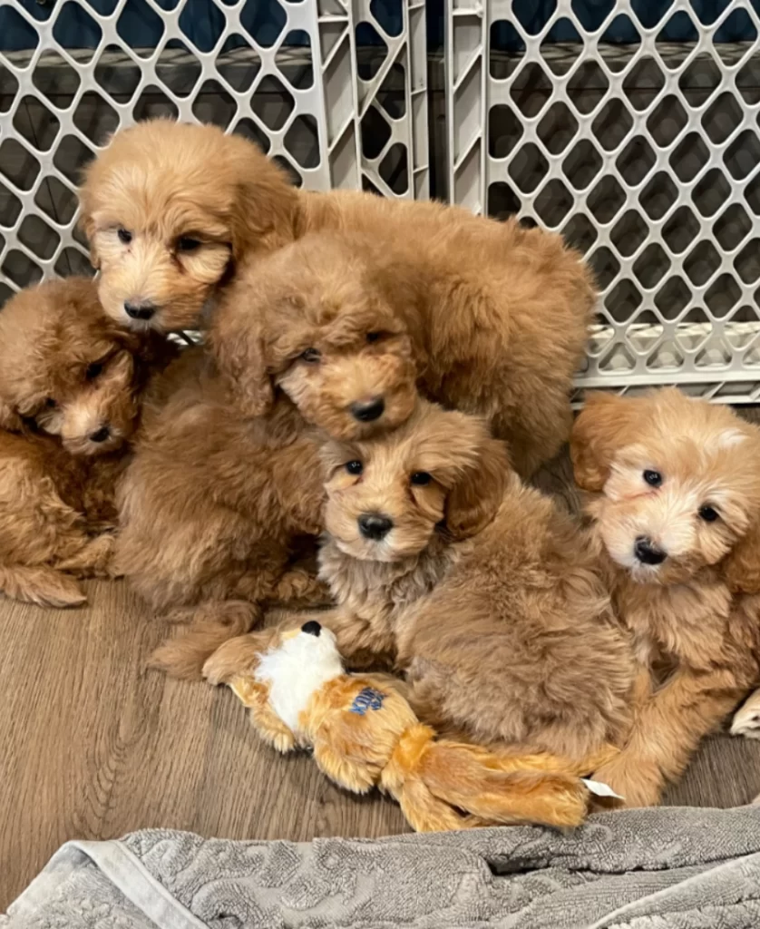 golden doodles dog breeder 012