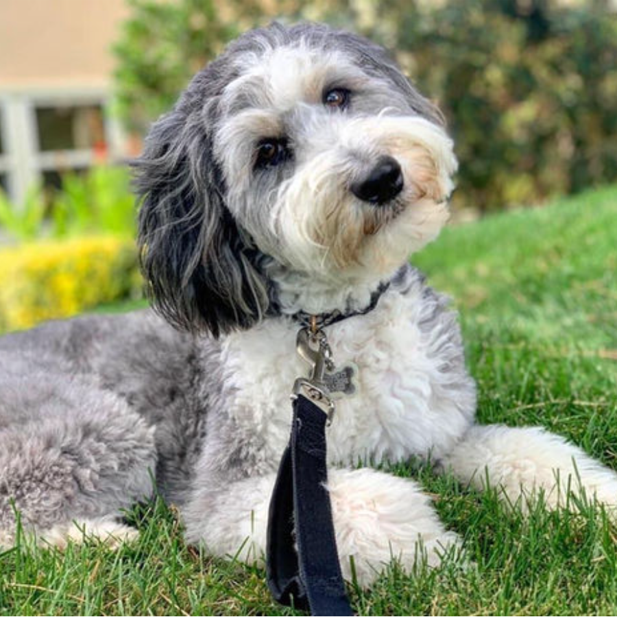 golden doodles dog breeder 015 1
