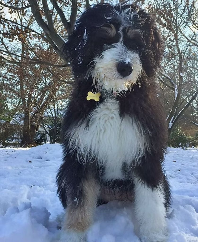 Bernedoodles2