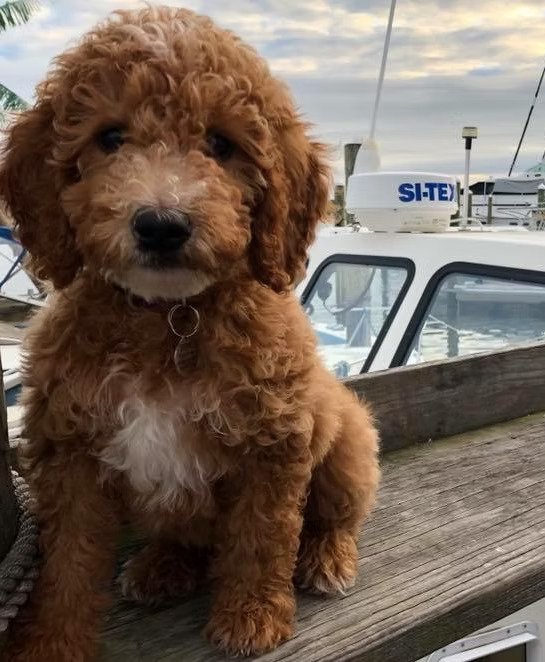 Goldendoodles