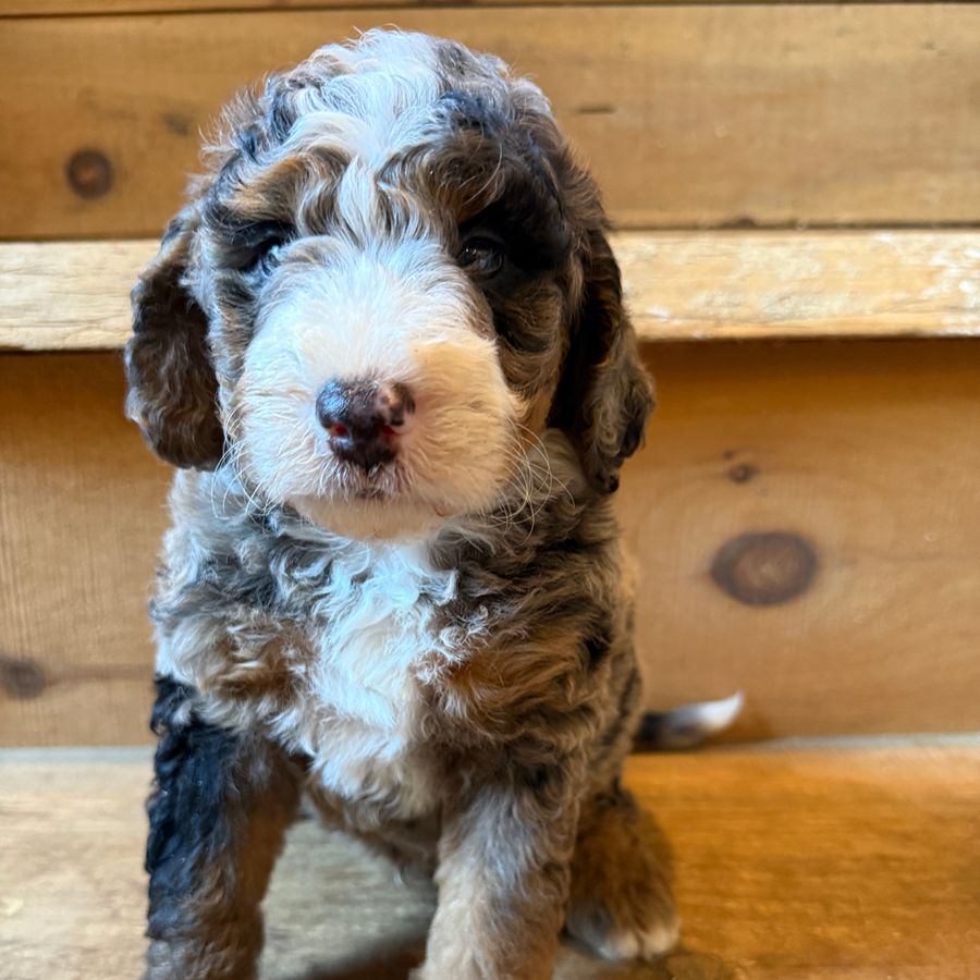 Australian Bernedoodles 3 australian bernedoodles puppies-089