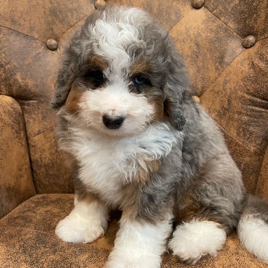 Buyer's Responsibility 2 bernedoodles puppies-045