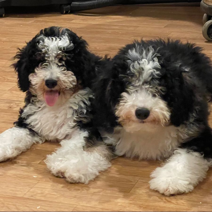 bernedoodles puppies-067