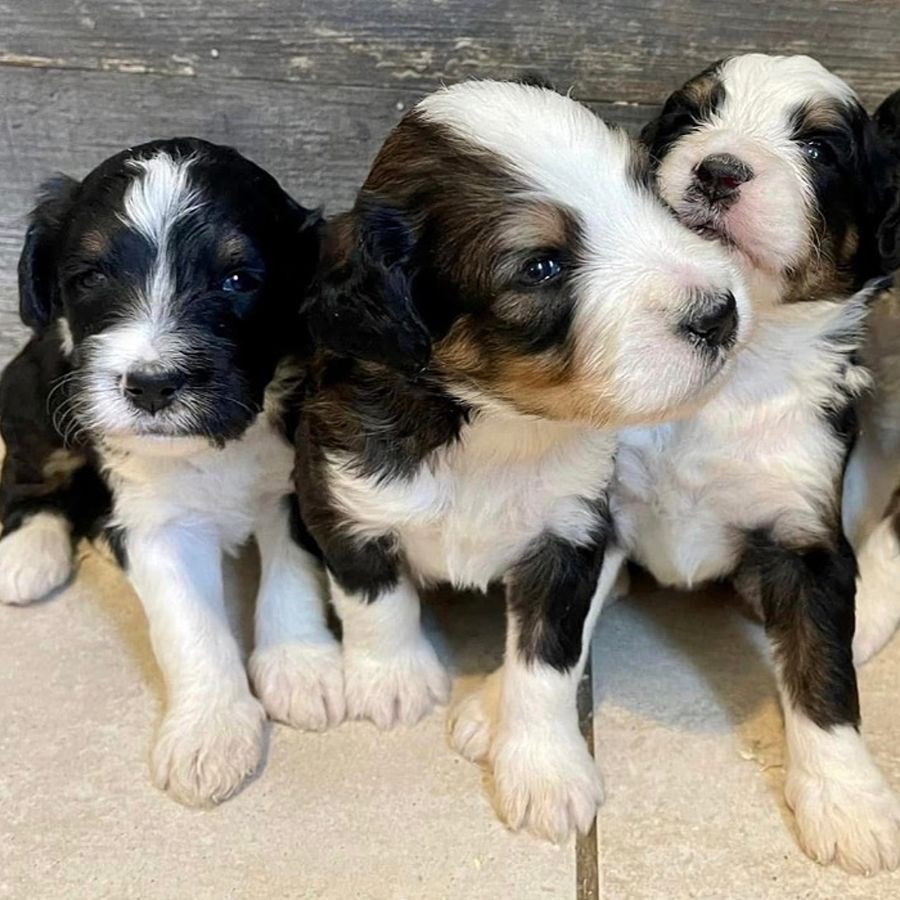 Purchasing A Puppy 9 bernedoodles puppies-071