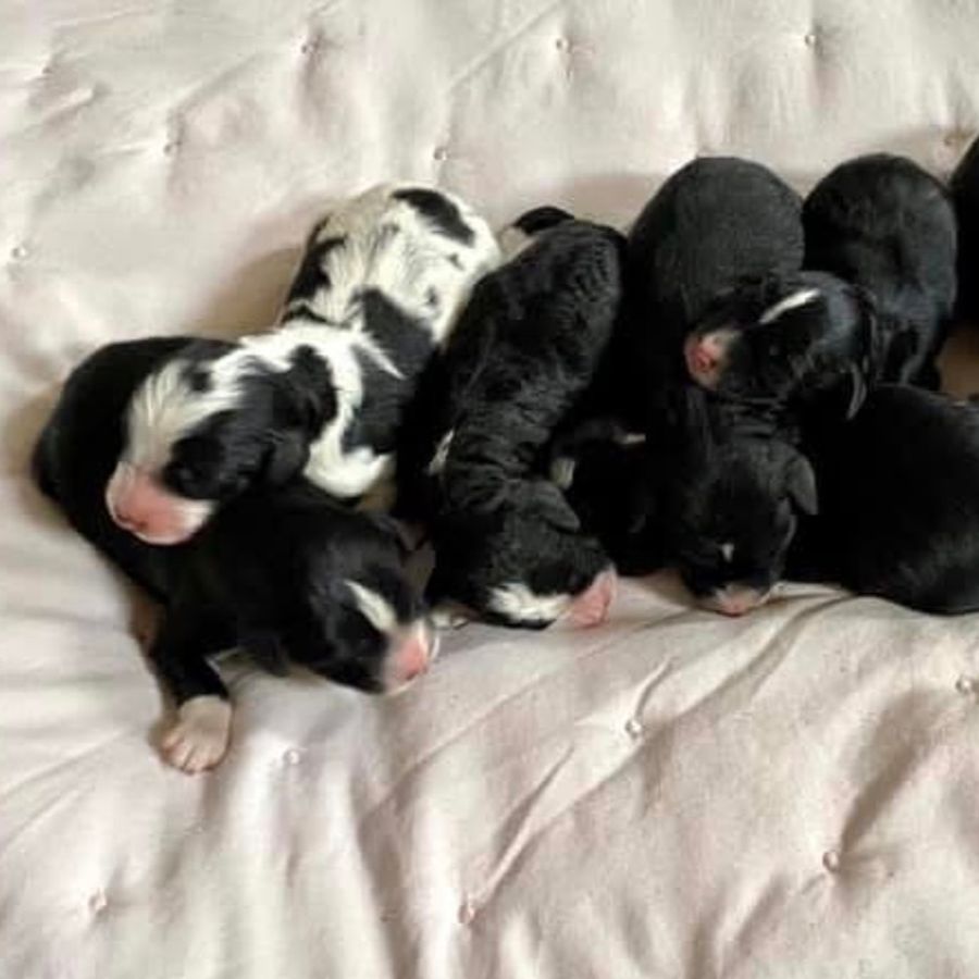 Purchasing A Puppy 8 bernedoodles puppies-072