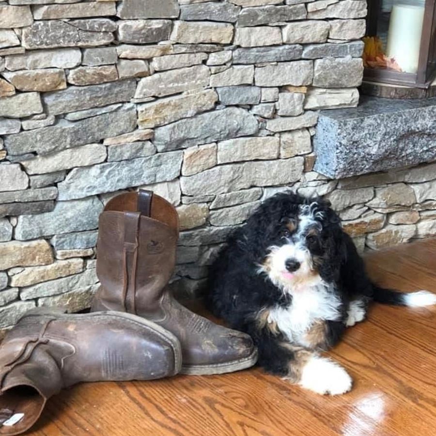 Purchasing A Puppy 6 bernedoodles puppies-074