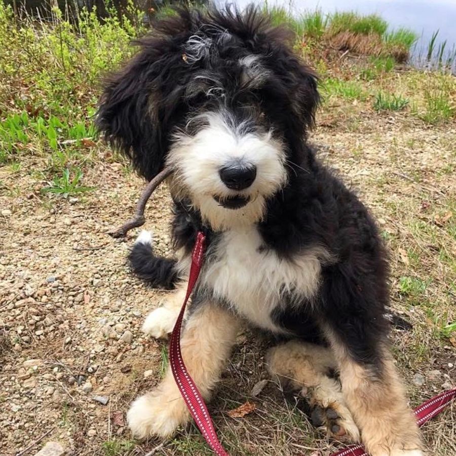 Purchasing A Puppy 2 bernedoodles puppies-076
