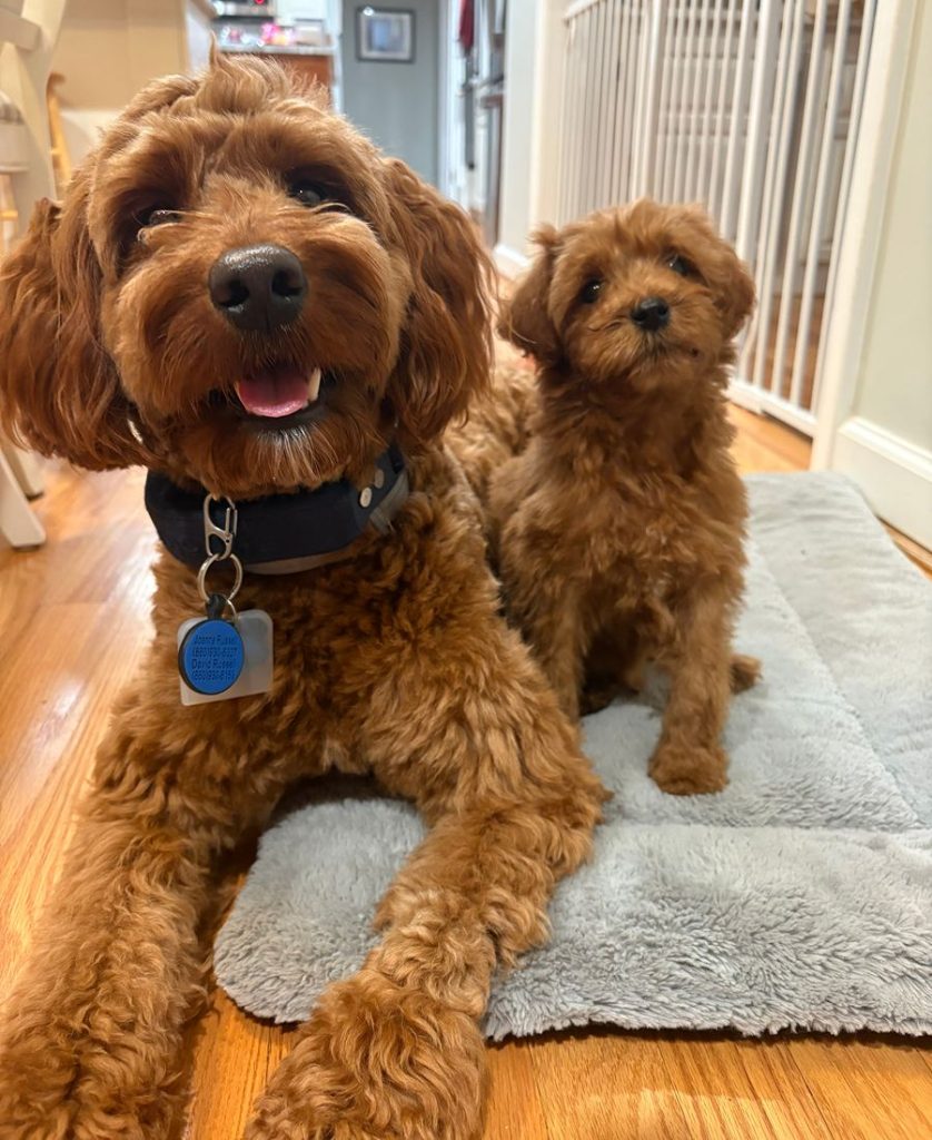 golden doodles 002