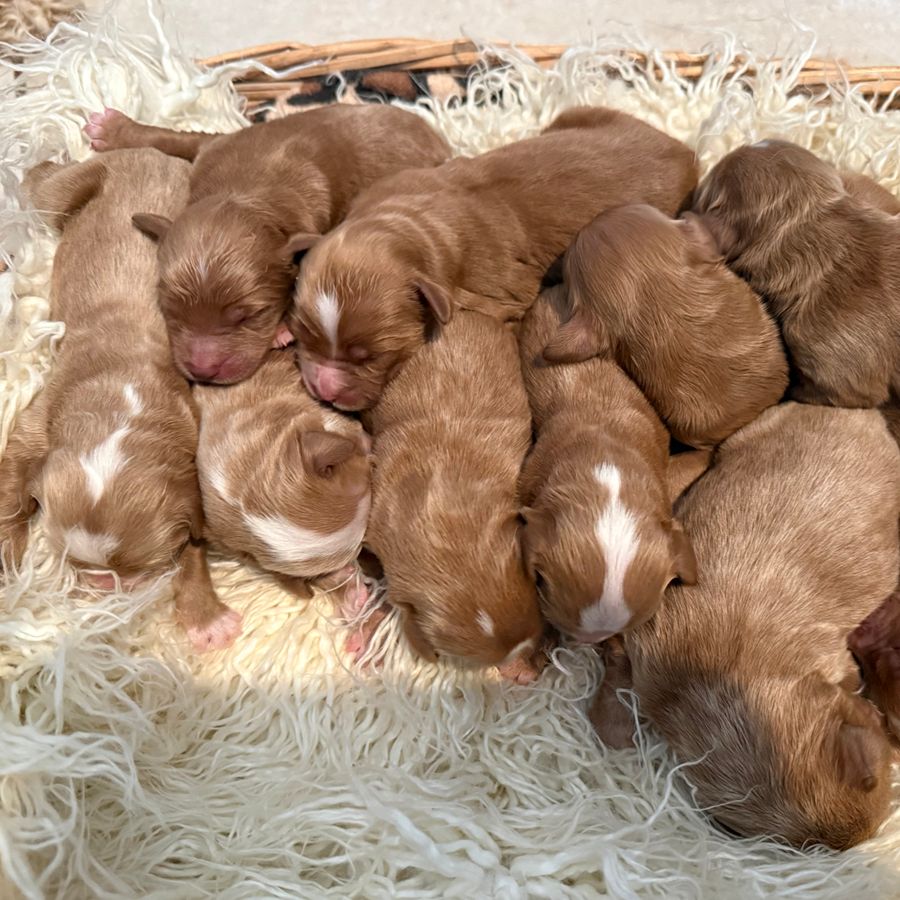 Goldendoodles 2 goldendoodles puppies-024