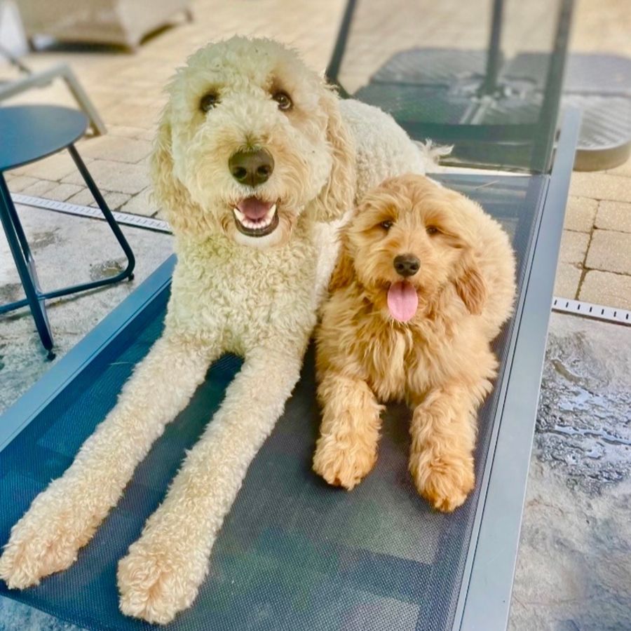 Goldendoodles 10 goldendoodles puppies-034
