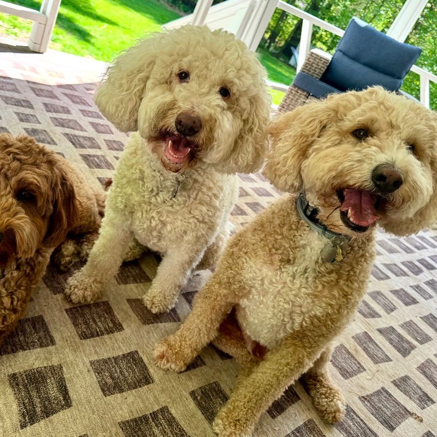 Goldendoodles 9 goldendoodles puppies-036