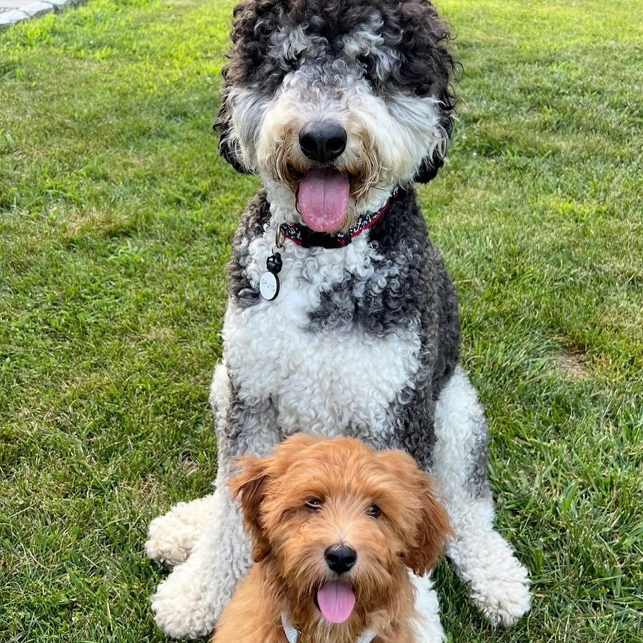 Goldendoodles 28 goldendoodles puppies 041