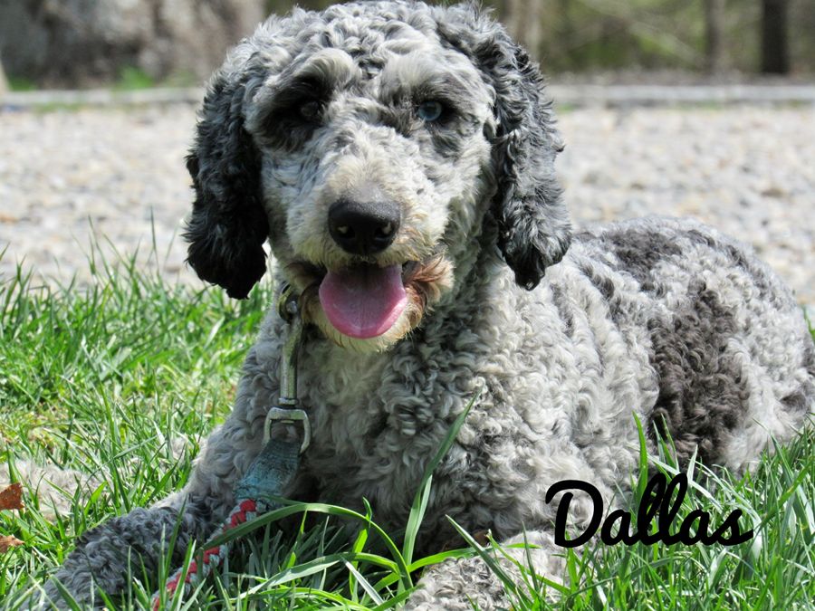 sterling dog dads 020