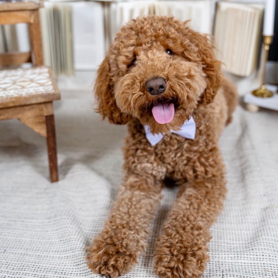 whoodle puppies 004
