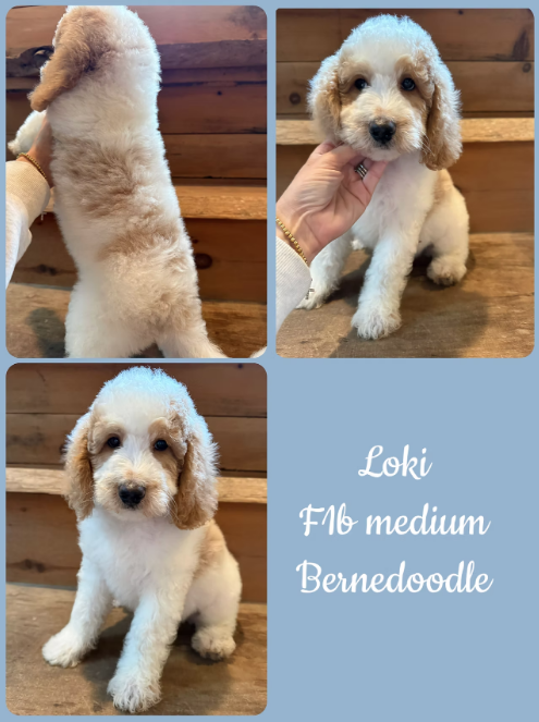 Loki