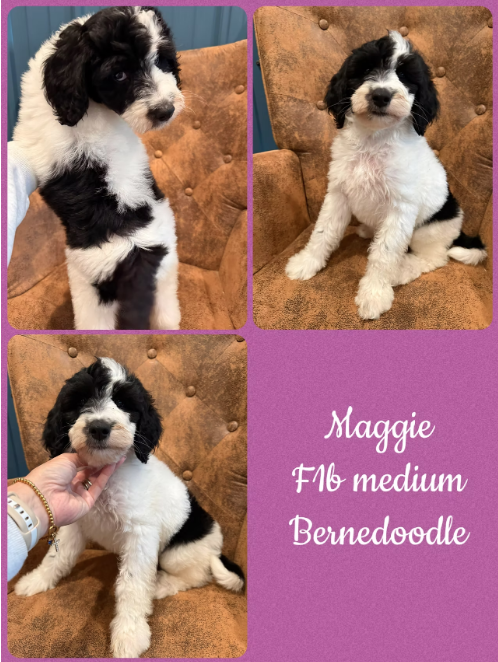 Maggie