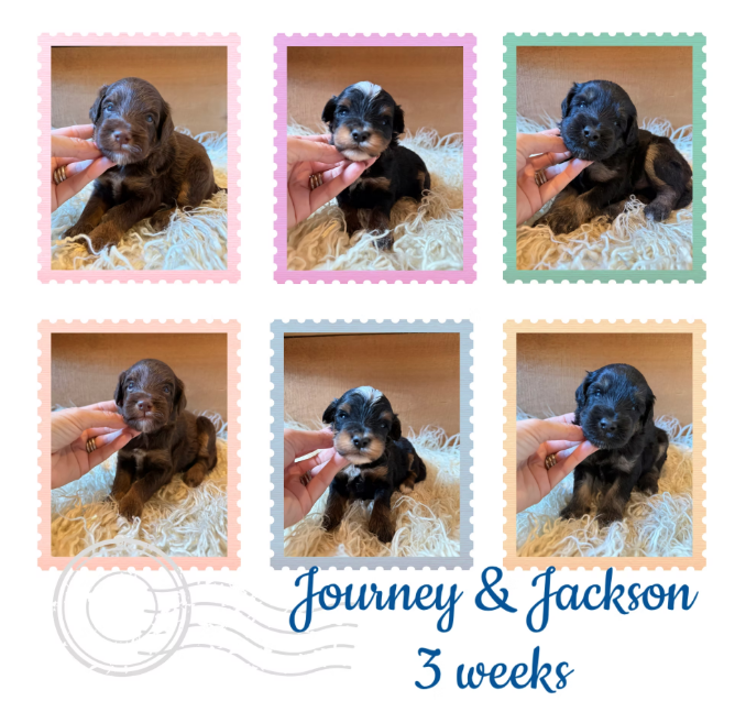 Micro Bernedoodles available 102