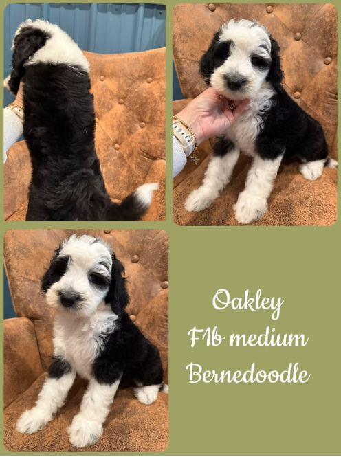 Oakley